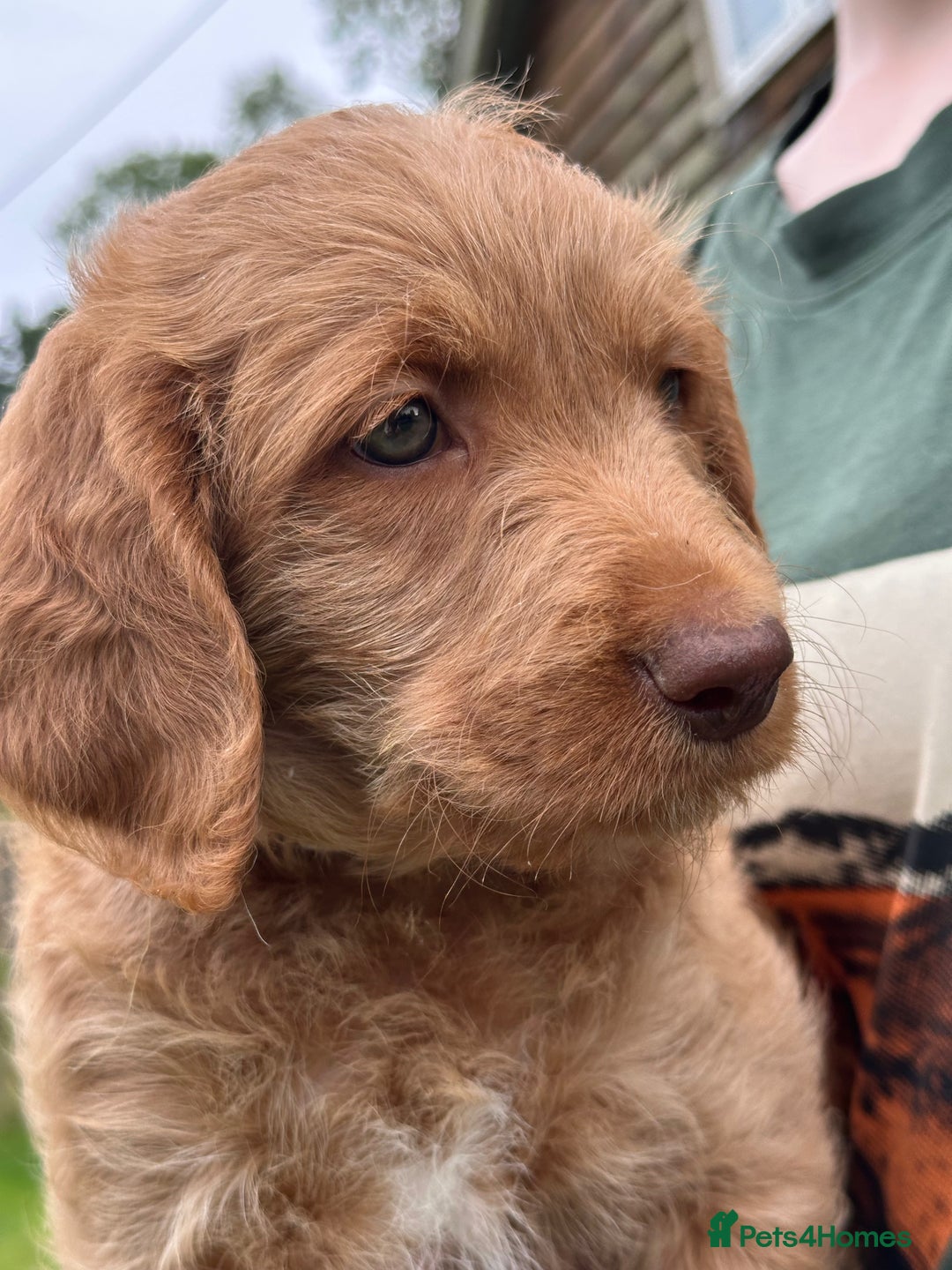 Labradoodle dogs for sale: Beautiful Puppies Ready for the Summer Holidays - Image 15