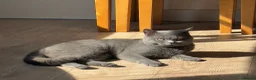 British Shorthair cats for sale: REDUCED BRITISH SHORTHAIR KITTENS  - Advert 8