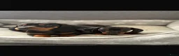 Dachshund dogs for sale: Miniature Dachshund puppies  - Advert 12