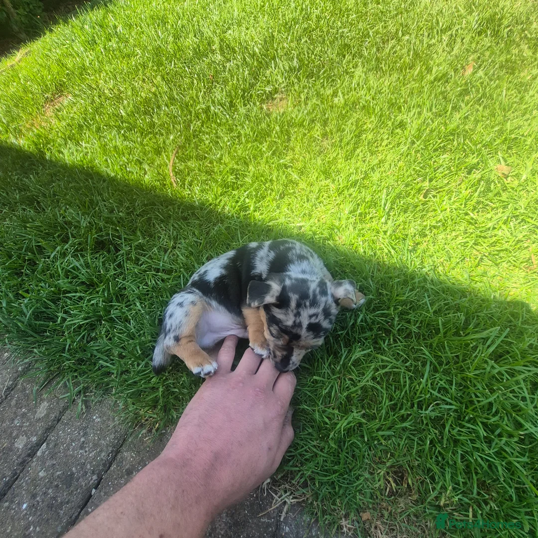 Jack Russell dogs for sale: 1 blue merle boy - Advert 2
