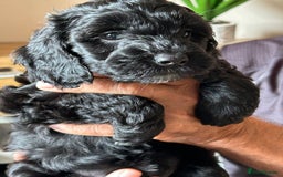 Cockapoo dogs for sale: F2 Cockapoo Puppies - Image 9