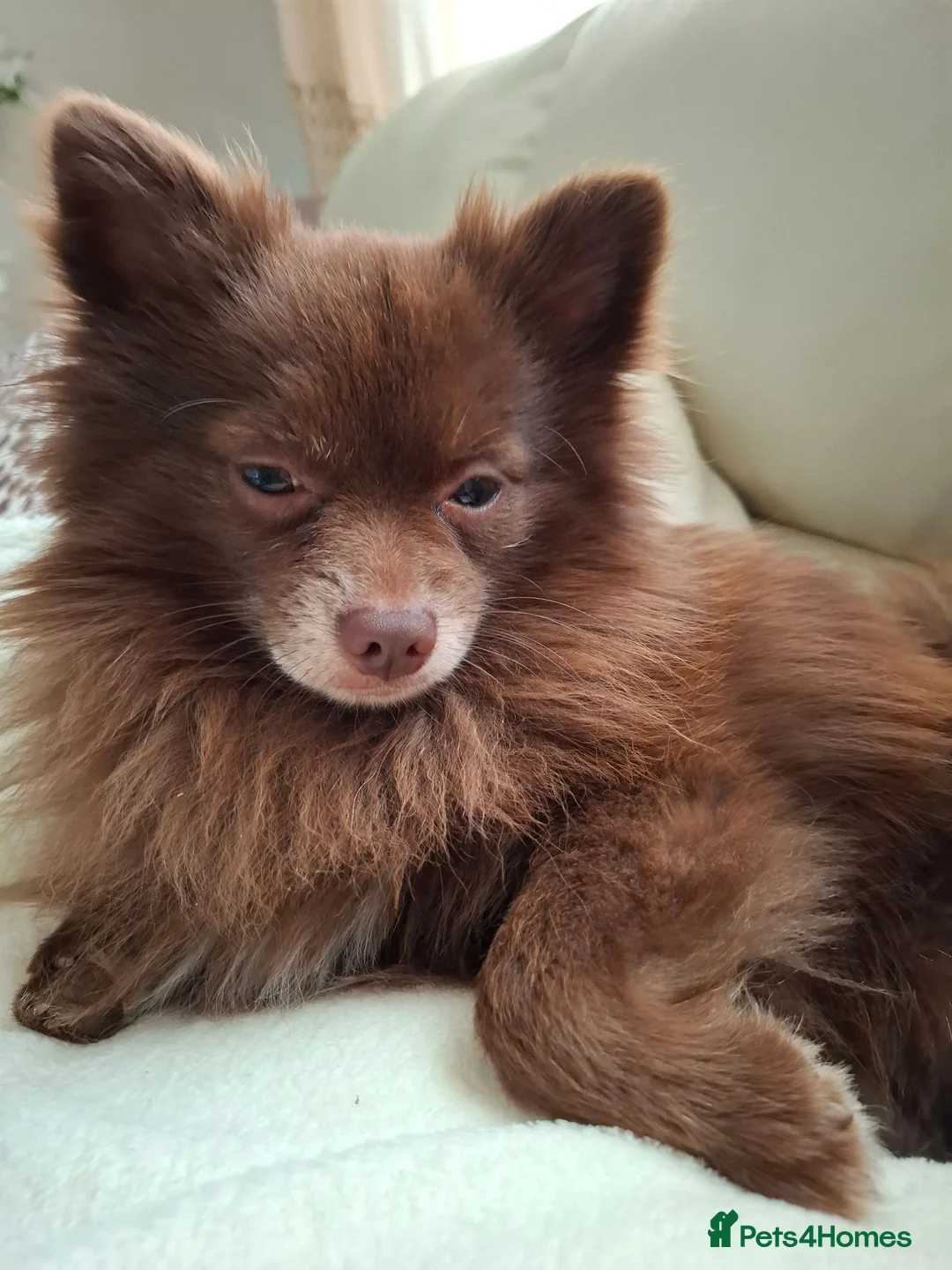 Pomeranian dogs for sale: Pomeranian  - Advert 1