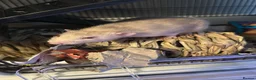 Rat rodents for sale: 2 Male Rats (1 Rex, 1 Hooded) in Christchurch - Advert 2