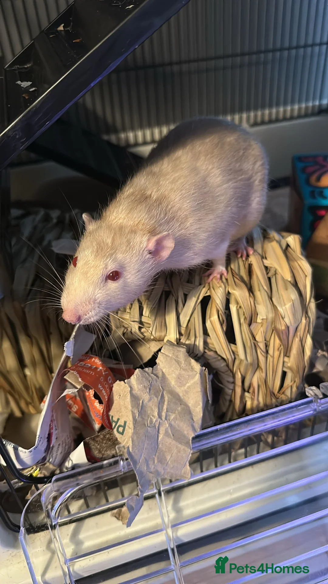 Rat rodents for sale: 2 Male Rats (1 Rex, 1 Hooded) in Christchurch - Advert 2