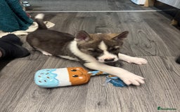 Mixed Breed dogs for sale: AMERICAN AKITA PUPPY FOR SALE - READY TO GO. - Image 3