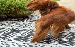 Dachshund dogs for stud: Miniature Red Long Haired Dachshund For Stud  - Image 18