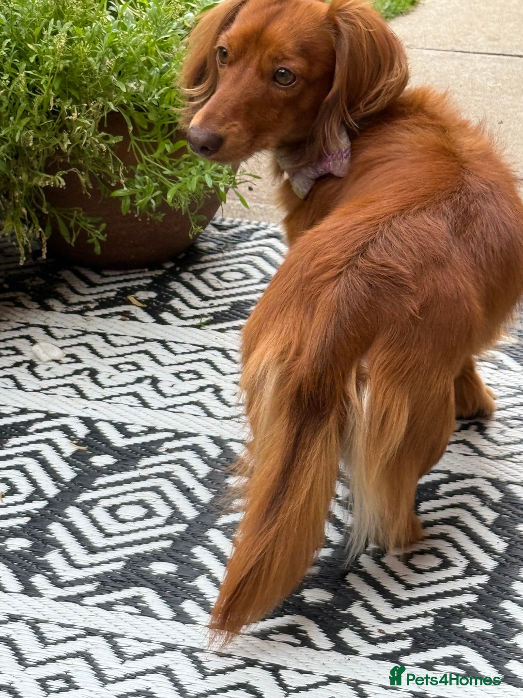 Dachshund dogs for stud: Miniature Red Long Haired Dachshund For Stud  - Image 18