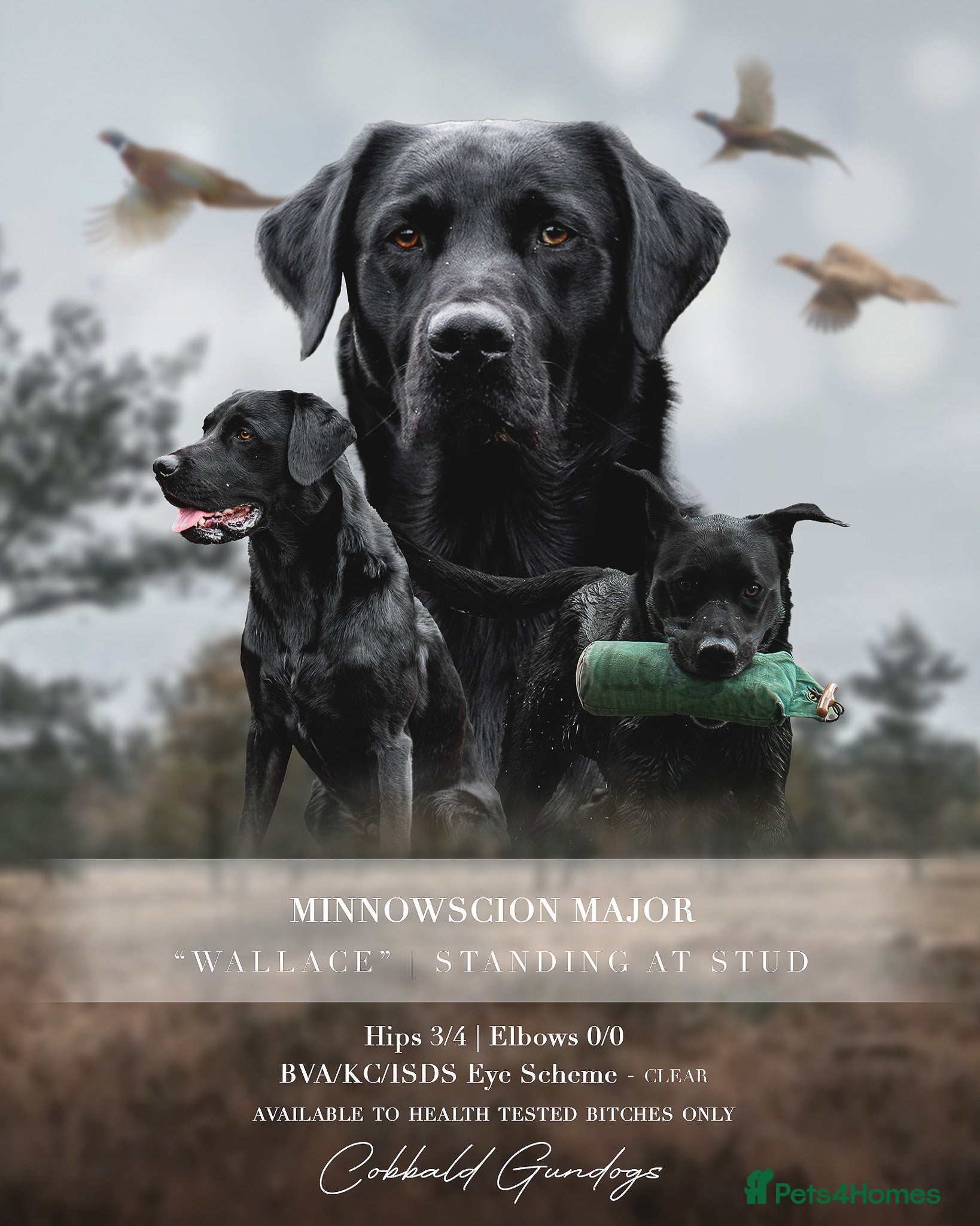 Labrador Retriever dogs KC registered Fully Health Tested Stud - Advert 1