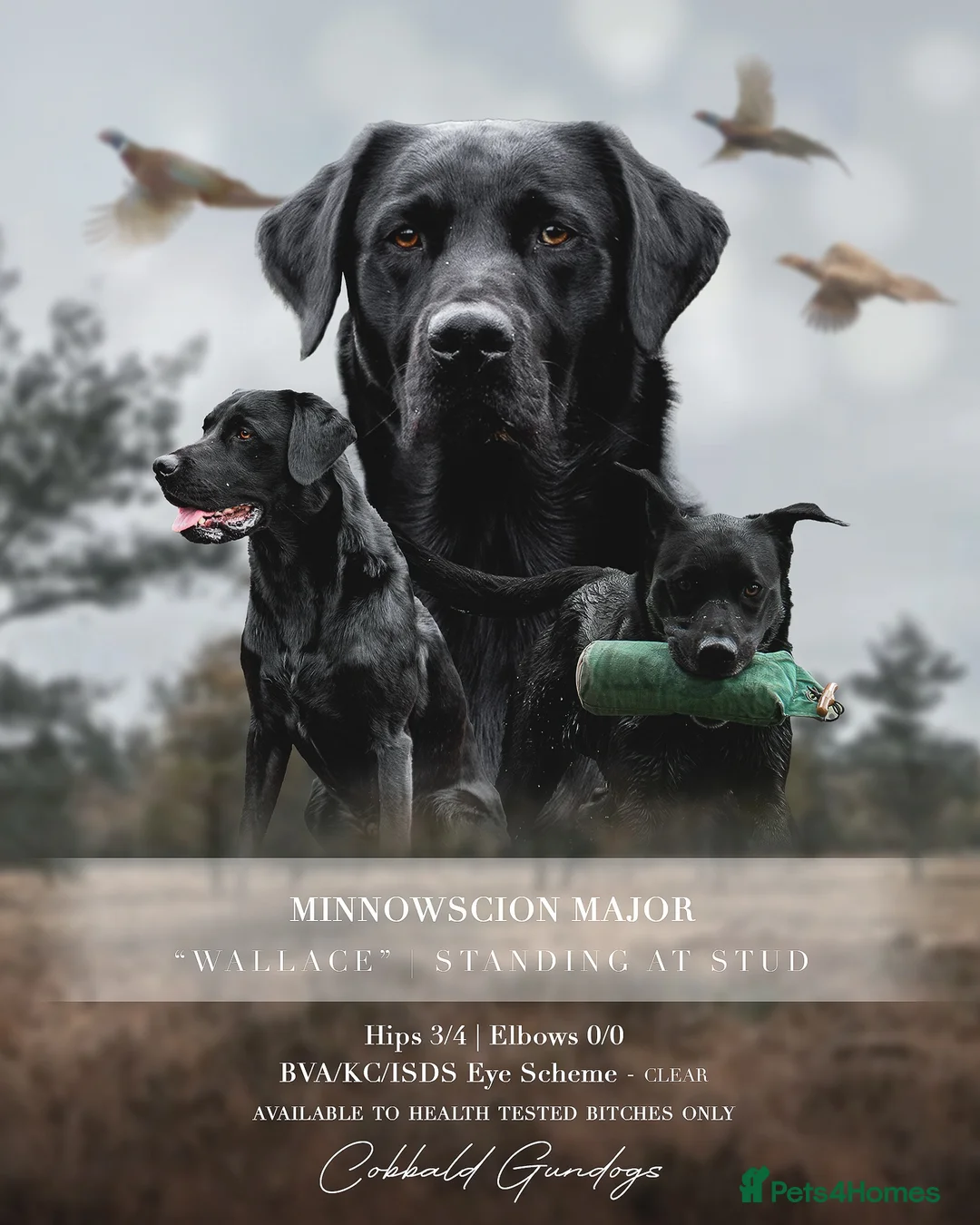 Labrador Retriever dogs for stud: KC registered Fully Health Tested Stud - Advert 1