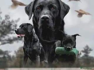 Labrador Retriever dogs KC registered Fully Health Tested Stud - Advert 1