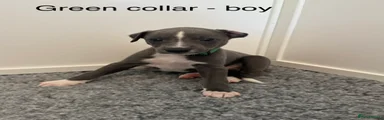 Green collar - boy