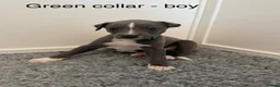 Whippet dogs for sale: Stunning Purebred Whippet Puppies - Ready 27th May - Advert 8