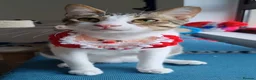 Arabian Mau cats for sale: Arabian Mao for adoption  - Advert 2