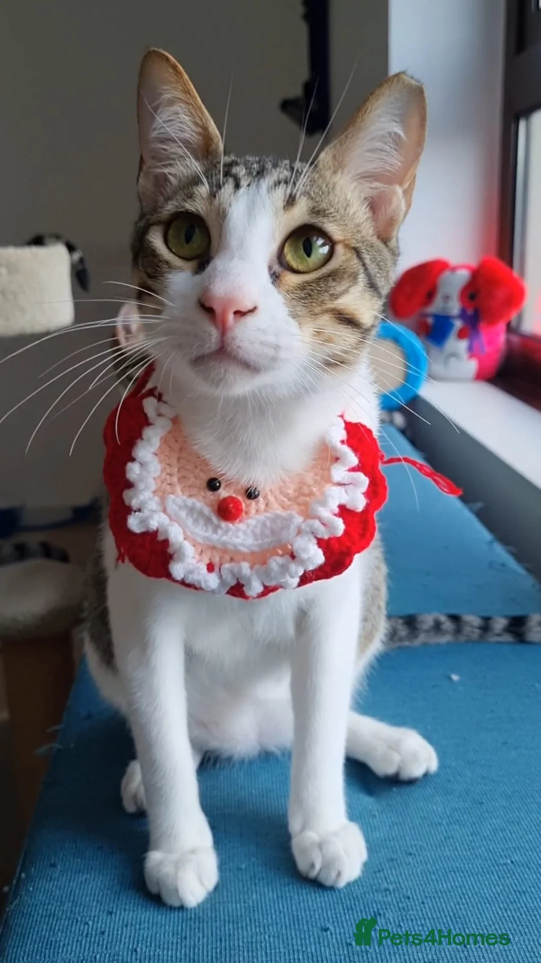 Arabian Mau cats for sale: Arabian Mao for adoption  - Advert 2