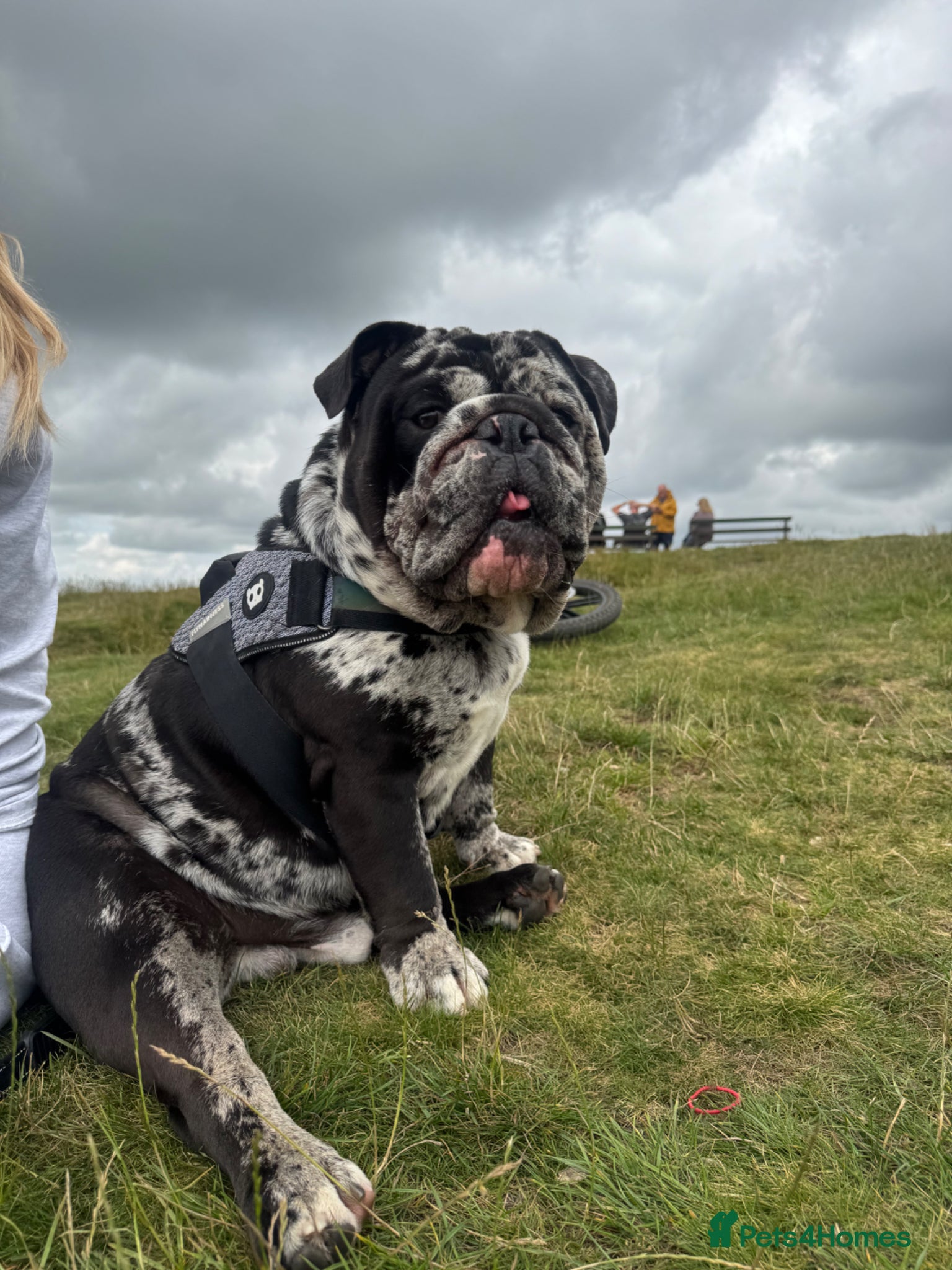 English Bulldog dogs Male English Bulldog, Rare/Unique Coat, Family Dog - Advert 2
