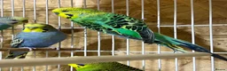 Budgerigars birds for sale: 18 budgies for sale - Advert 5