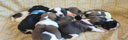 Mixed Breed dogs for sale: Puppies for sale male female small breed boy girl  - Advert 37