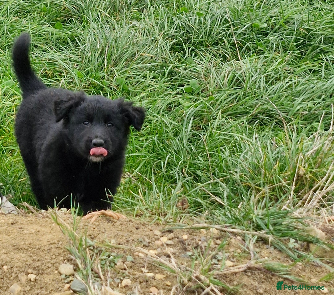 Mixed Breed dogs for sale: Shollie pup - Image 4