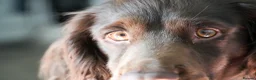 Sprocker dogs for stud: Sprocker Stud Frank  - Advert 3