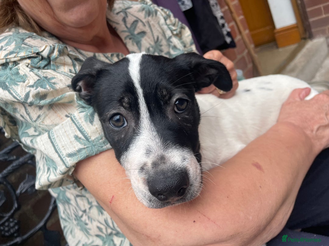 Mixed Breed dogs for sale: Staff collie cross puppies  - Image 6