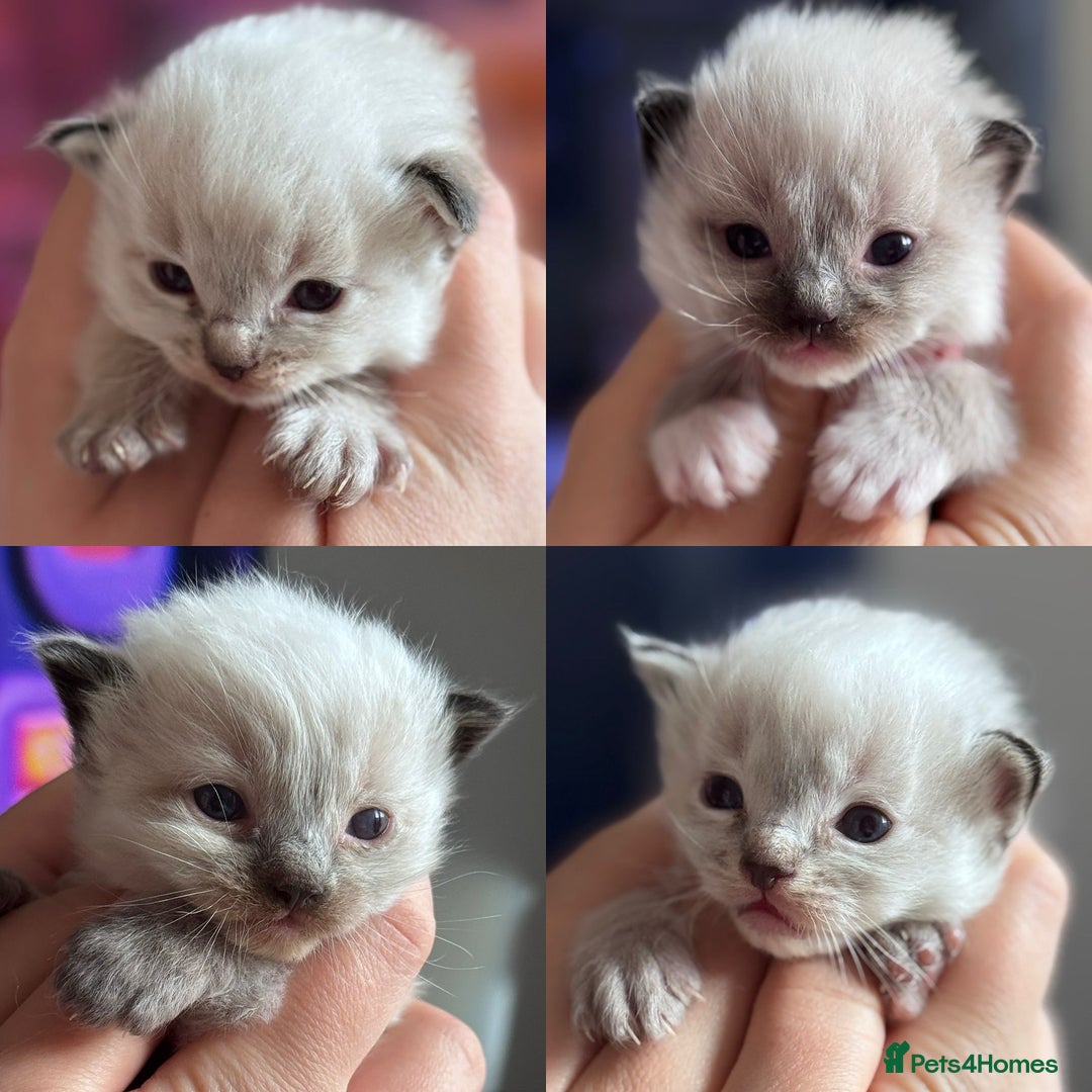 Ragdoll cats for sale: Absolutely stunning Ragdoll kittens for sale - Image 1
