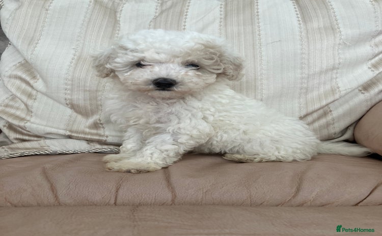 Toy Poodle dogs - Advert 9