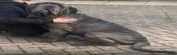 Neapolitan Mastiff dogs for sale: Creed the cute Neapolitan mastiff - Advert 2