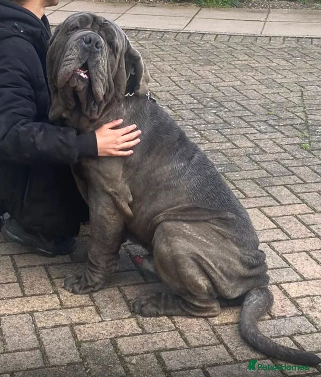 Neapolitan Mastiff dogs for sale: Creed the cute Neapolitan mastiff - Advert 2