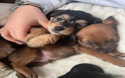 Mixed Breed dogs for sale: Gorgeous Plummer Terrier X Toy Poodle - Image 6