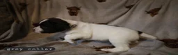 English Springer Spaniel dogs for sale: 3/8 left- English Springer Spaniel Pup - Advert 16