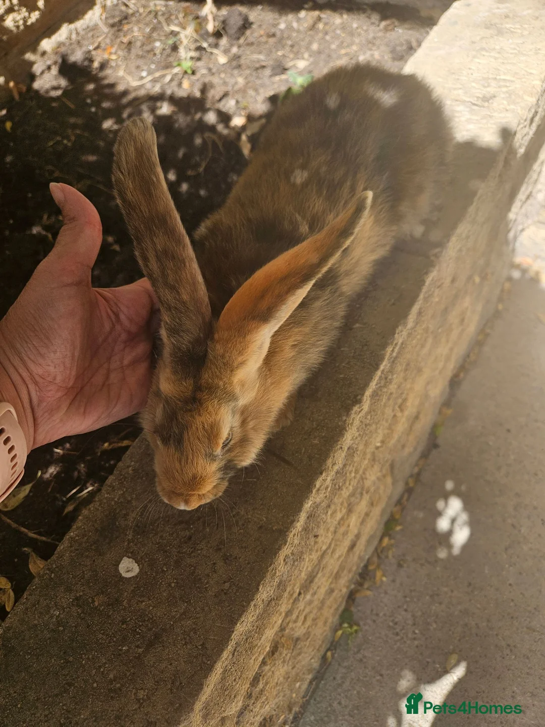 Continental Giant rabbits for sale: Continental giant blue Harliquin baby girl  - Advert 1