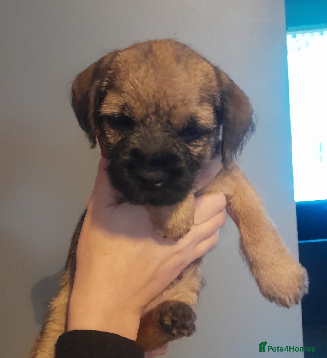 Border Terrier dogs for sale: Kc Reg Border Terrier Puppies  - Advert 15