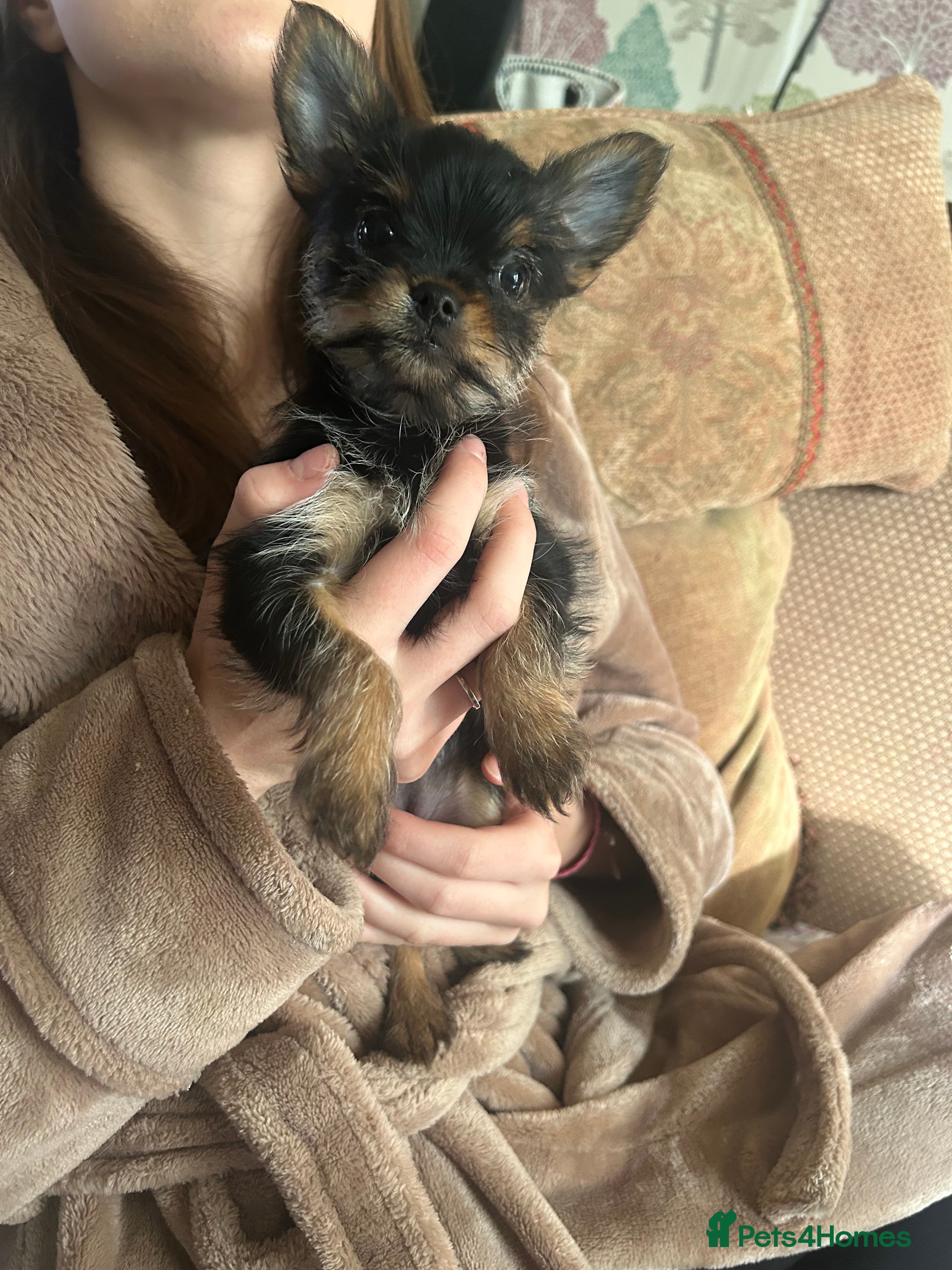 Chorkie dogs 5 tiny chorkies 9 weeks old vaccinated  - Advert 16