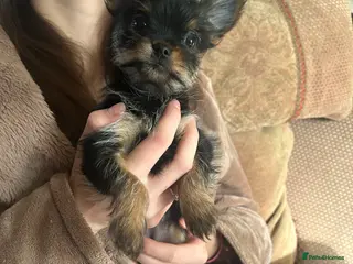 Chorkie dogs 5 tiny chorkies 9 weeks old vaccinated - Advert 16