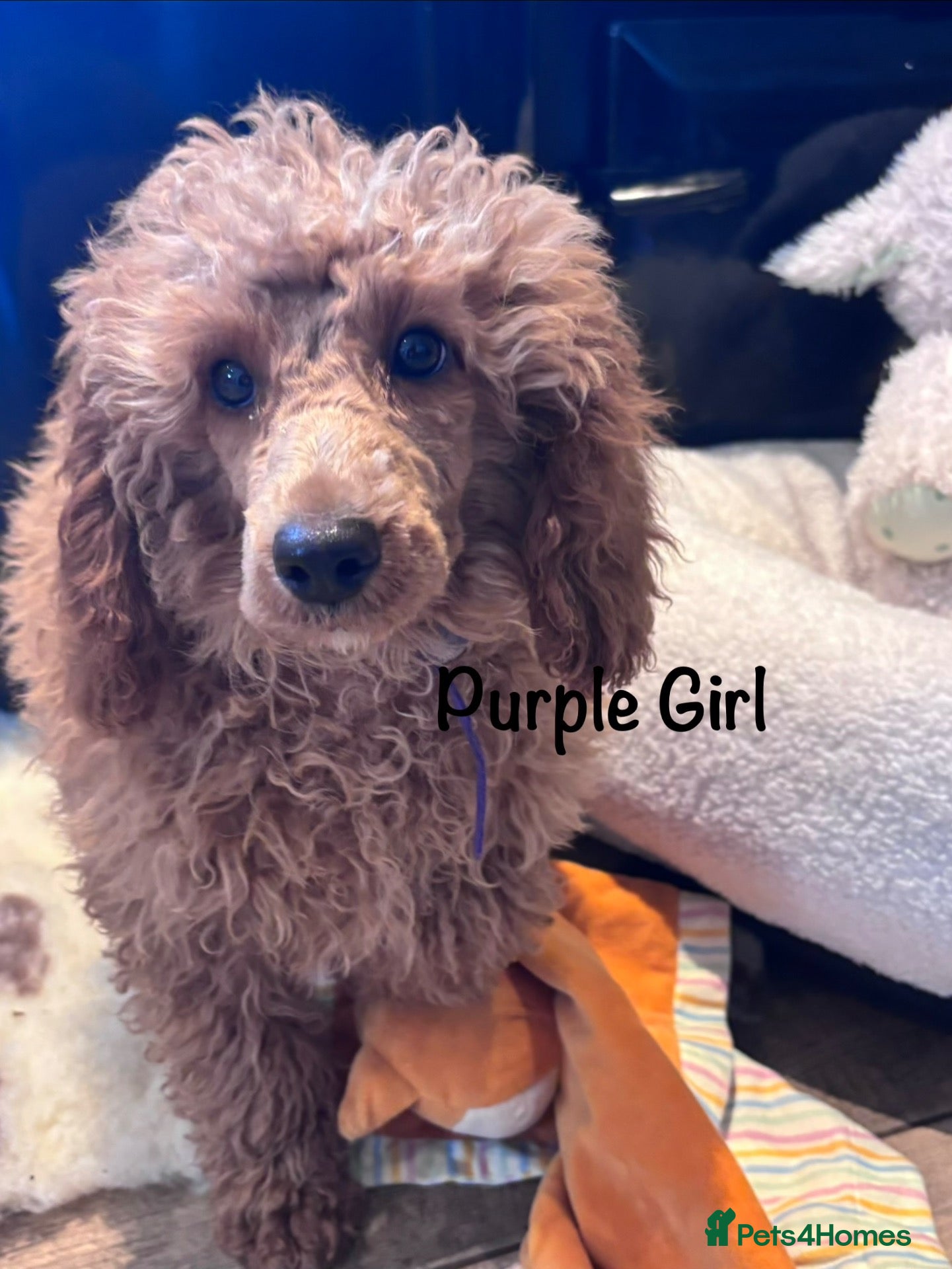 Miniature Poodle dogs for sale: Gorgeous Miniature Poodles - Advert 1