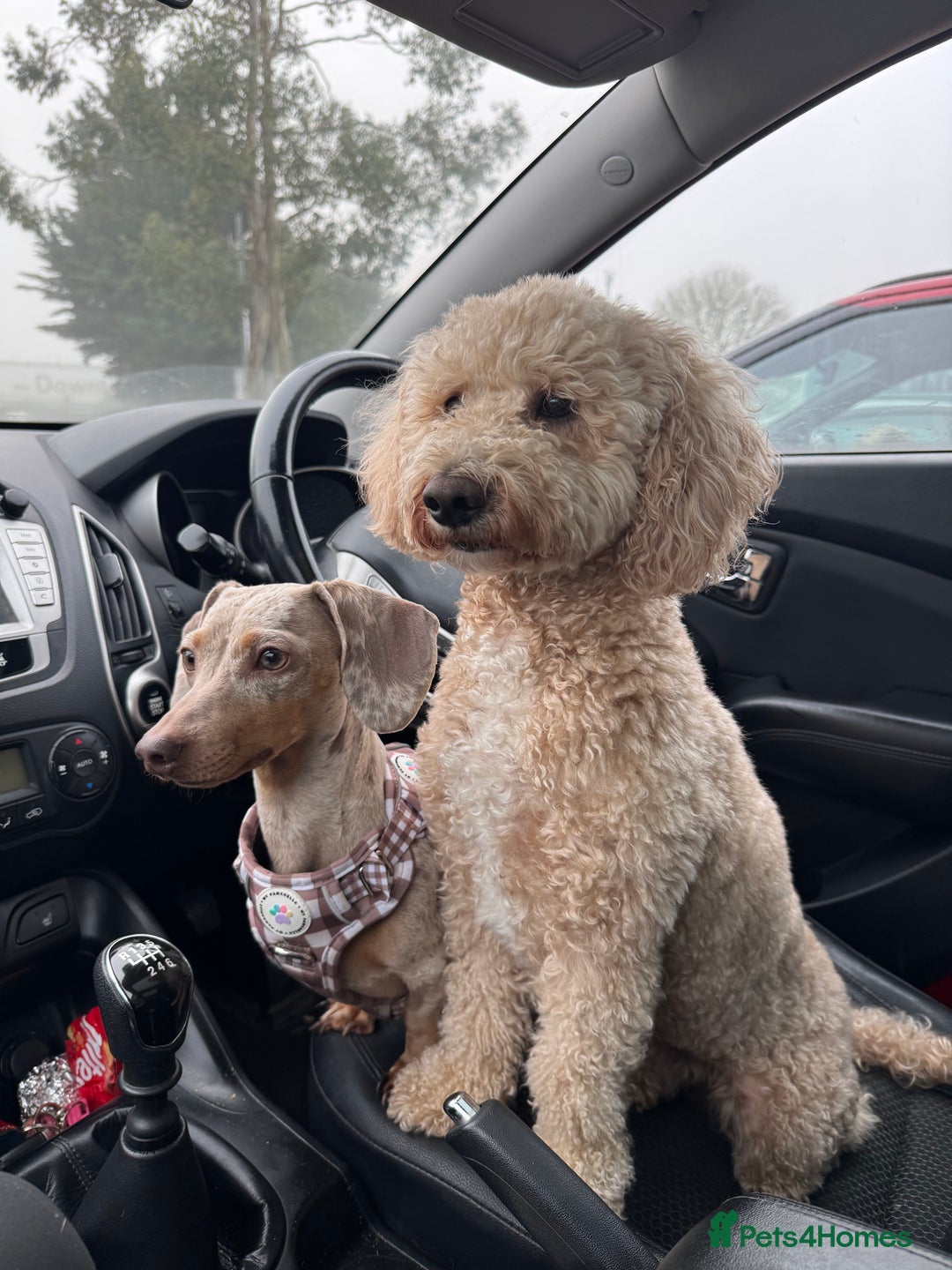 Miniature Dachshund dogs for sale: KC Registered Gorgeous Silver & Tan Dapple Girl  - Image 9