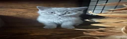 British Shorthair cats for sale: Pure Pedigree GCCF-Registered kittens  - Advert 3