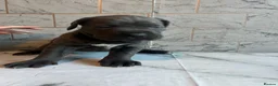 Cane Corso dogs for sale: Cane corso puppies - Advert 5