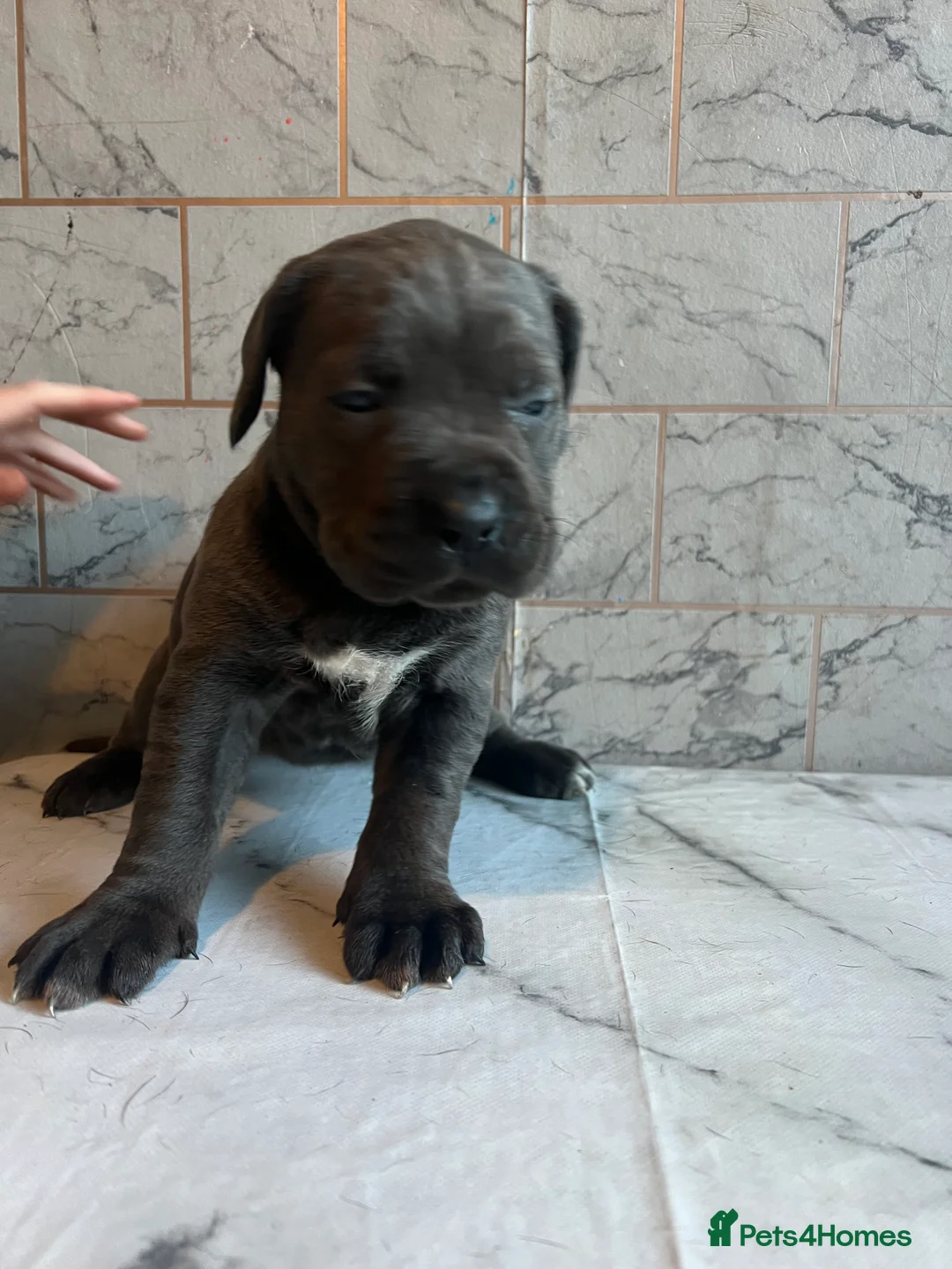 Cane Corso dogs for sale: Cane corso puppies - Advert 5