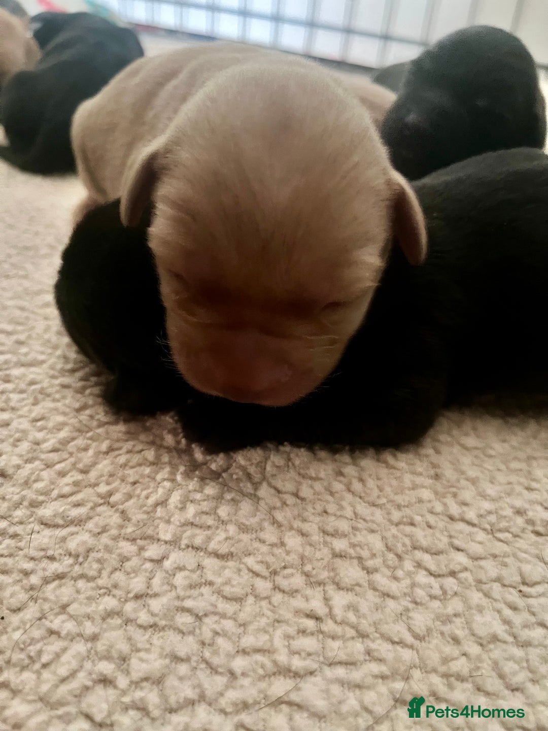 Labrador Retriever dogs for sale: Labrador puppy’s pups pup puppies puppy  - Advert 4