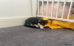 Domestic Shorthair cats for sale: Kitten to go to a good home  - Image 2