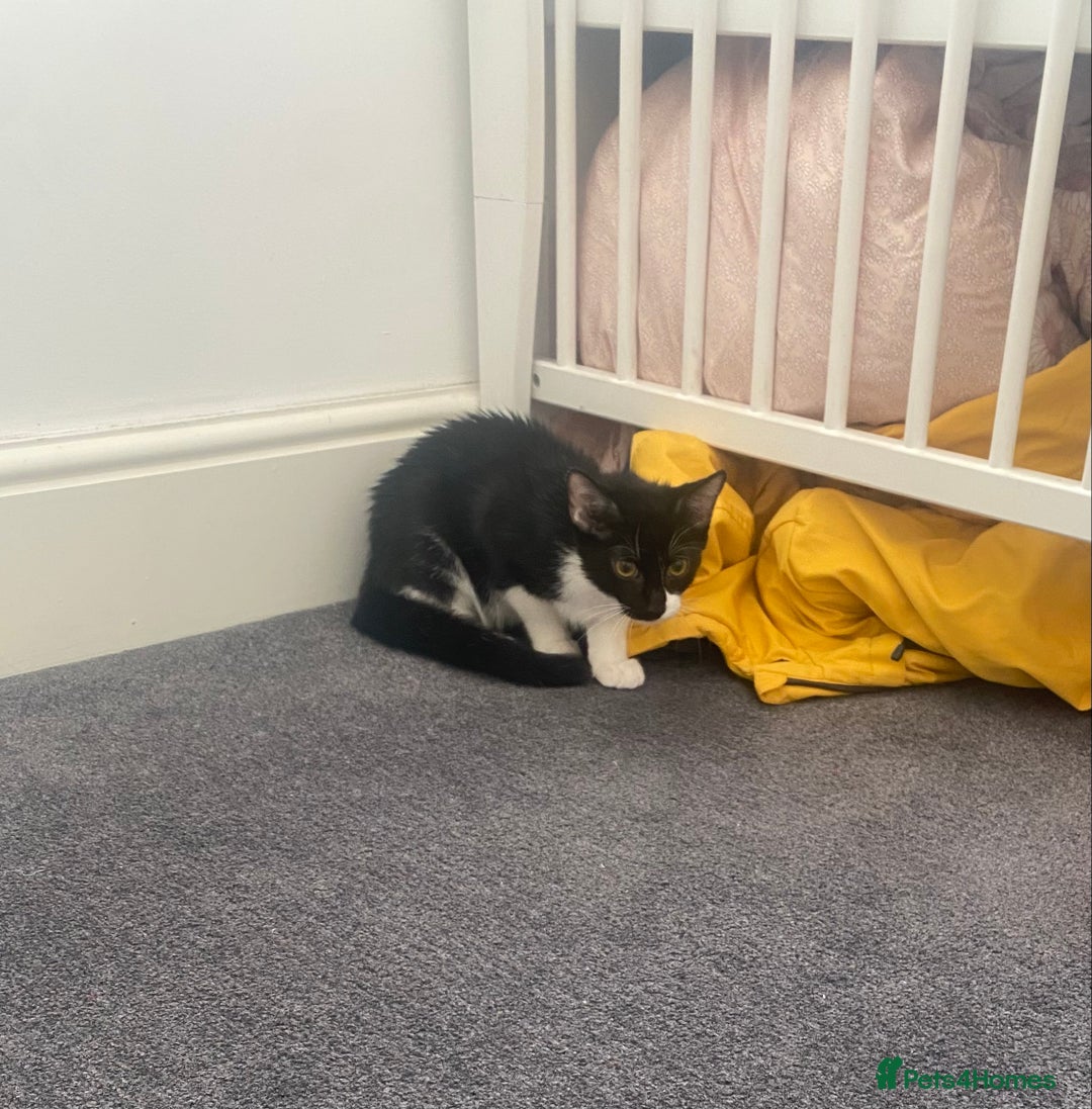 Domestic Shorthair cats for sale: Kitten to go to a good home  - Image 2