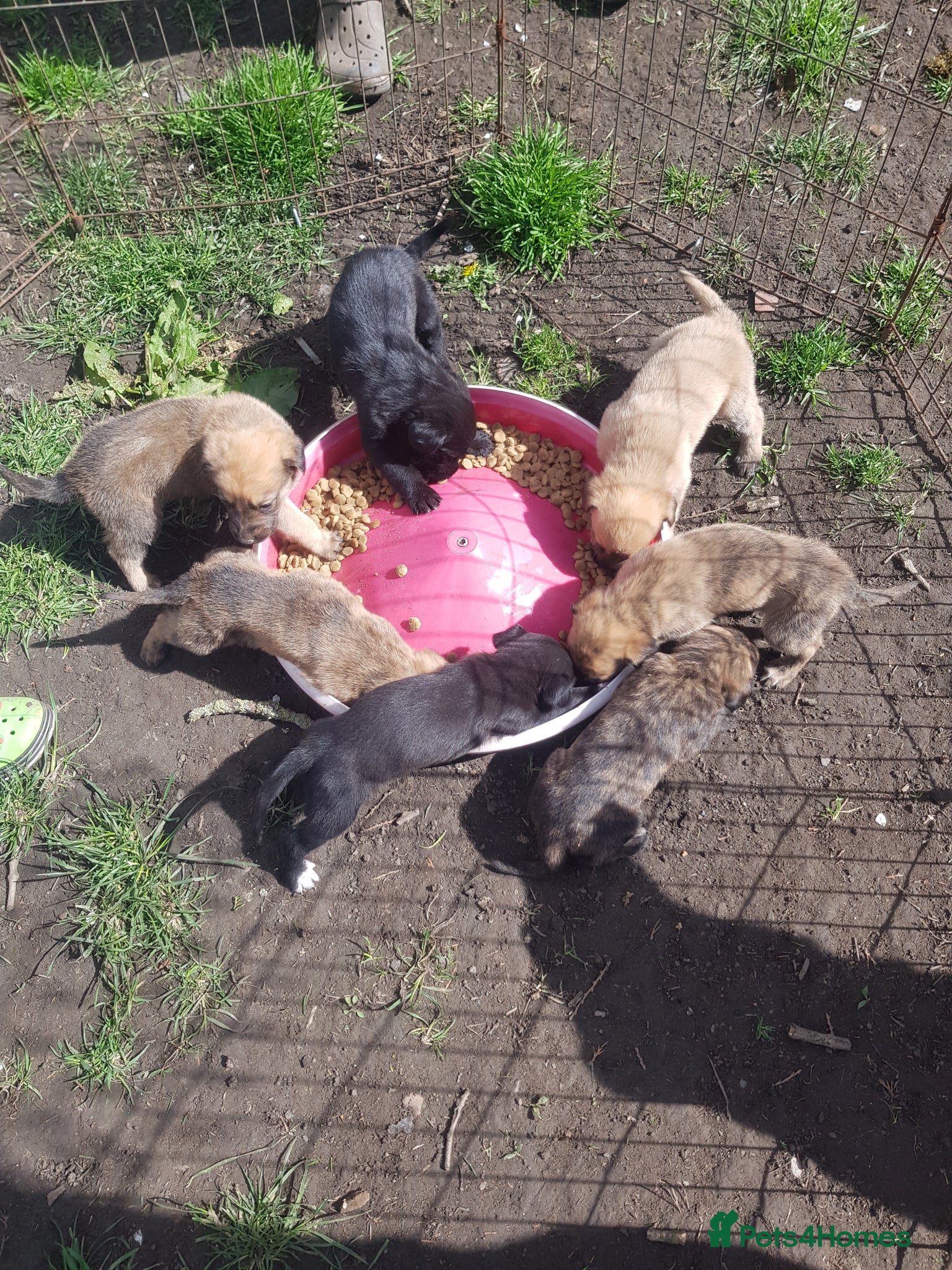 Mixed Breed dogs Mixed breed pups - Advert 3
