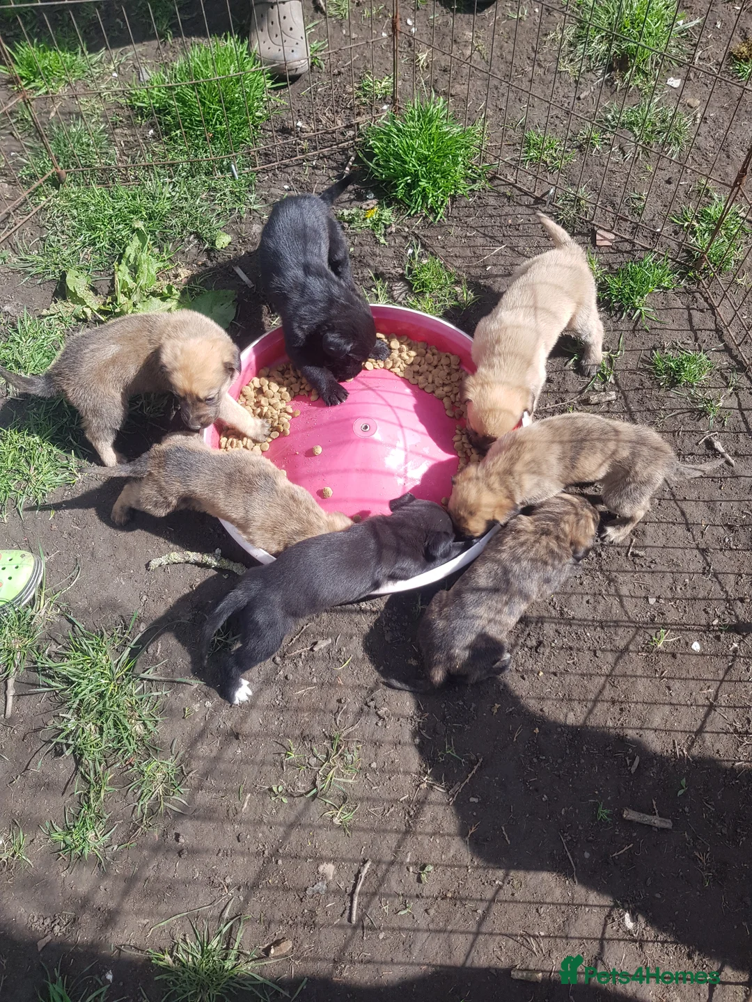 Mixed Breed dogs for sale: Mixed breed pups in Thirsk - Advert 1