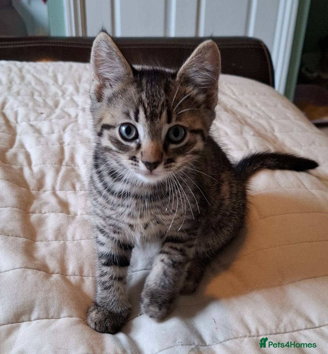 Bengal cats for sale: Bengal Cross Kittens - Image 3