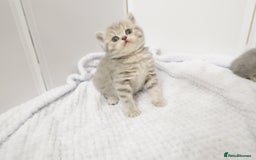 British Shorthair cats for sale: 🐾Pedigree British Shorthair Kittens – GCCF REG🐾 - Image 11