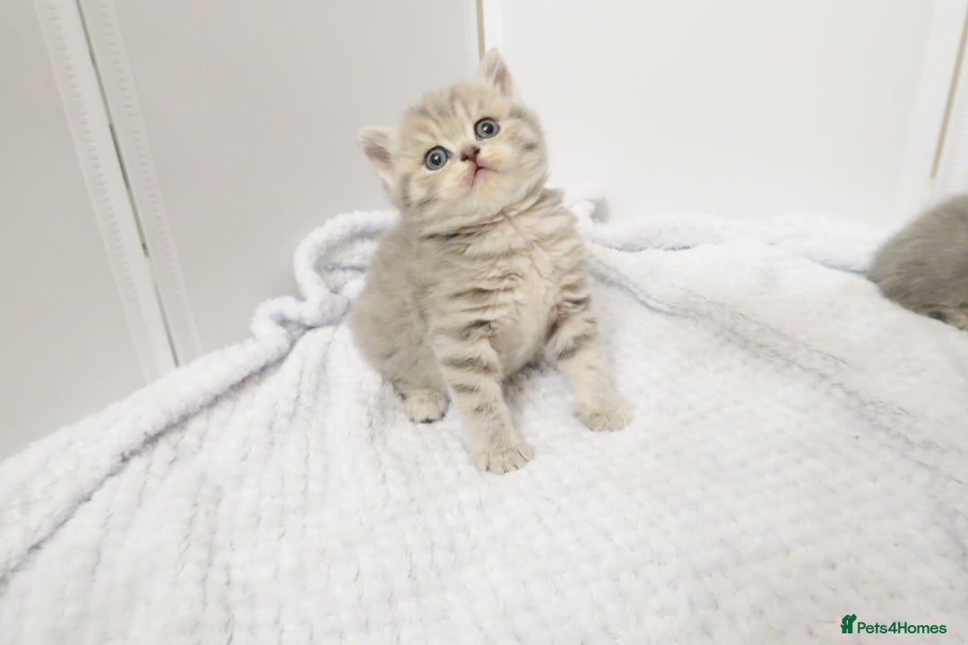British Shorthair cats for sale: 🐾Pedigree British Shorthair Kittens – GCCF REG🐾 - Image 11