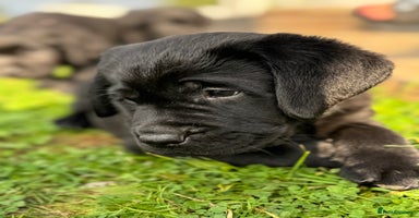 Labrador Retriever dogs - Advert 9