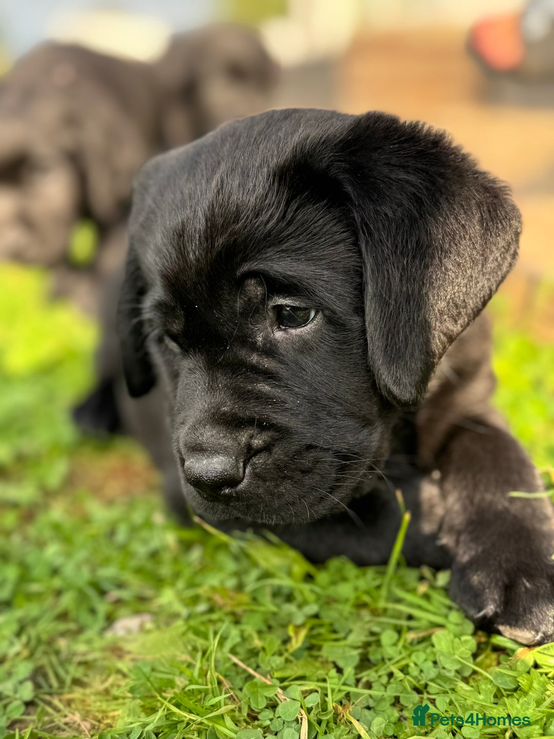 Labrador Retriever dogs for sale: KC Reg Pups, Excellent Pedigree, Ready This Week - Image 2