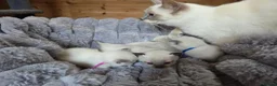 Ragdoll cats for sale: 4 Beautiful Ragdoll kittens, 2 Seal, 2 Lilac - Advert 17